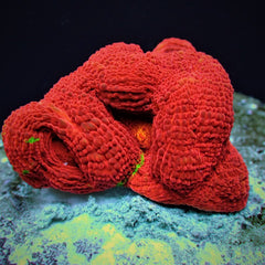 Acanthastrea bowerbanki (Bleeding Apple) (frag)