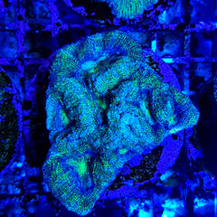 Acanthastrea bowerbanki (frag)