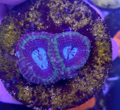 Acanthastrea bowerbanki (frag)