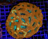 Acanthastrea bowerbanki (Premium)