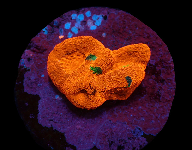 Acanthastrea bowerbanki (Premium) (DJM frag) pb 037