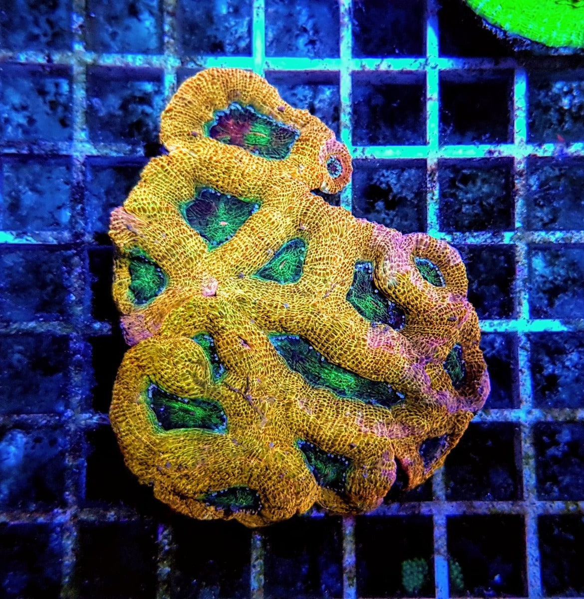 Acanthastrea bowerbanki (Ultra)