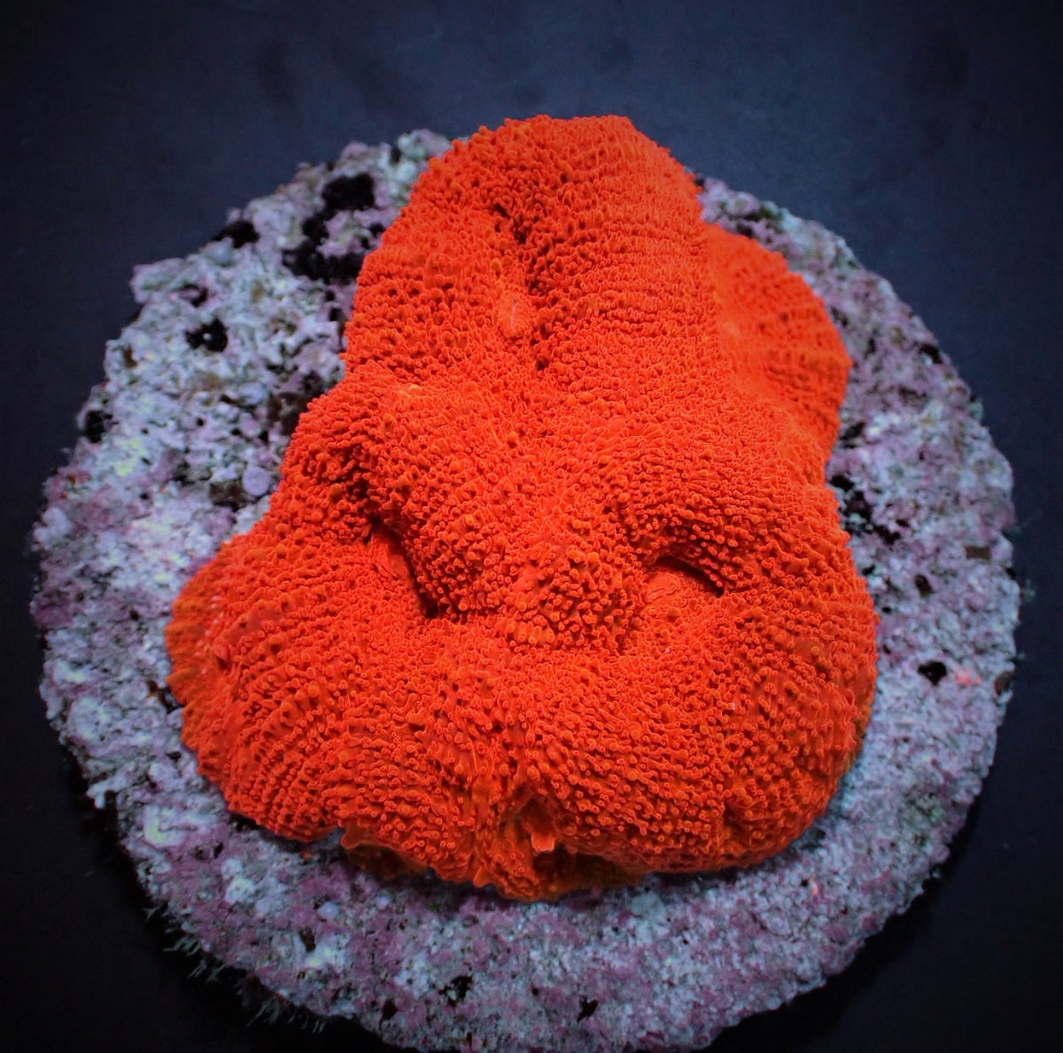 Acanthastrea bowerbanki (Ultra)