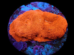 Acanthastrea bowerbanki (Ultra) (DJM frag) pb 636