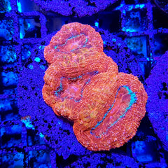 Acanthastrea bowerbanki (Ultra) (frag)