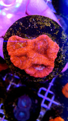 Acanthastrea bowerbanki (Ultra) (frag)