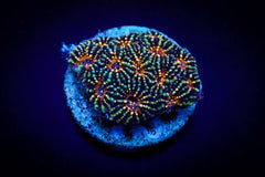 Acanthastrea echinata (Premium) (frag)