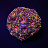 Acanthastrea echinata (Premium)