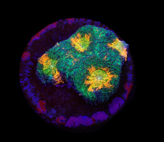 Acanthastrea echinata (Premium) (frag)