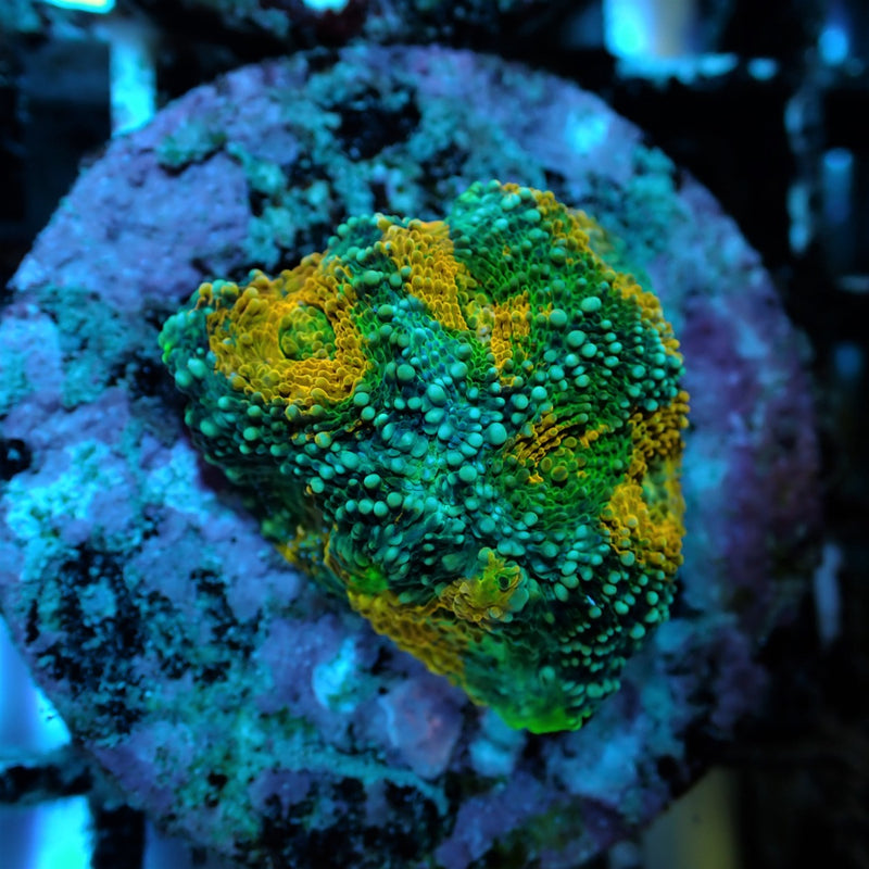 Acanthastrea echinata (Premium) (frag)