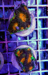 Acanthastrea echinata (Premium) (frag)