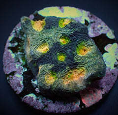 Acanthastrea echinata (Premium) (frag)