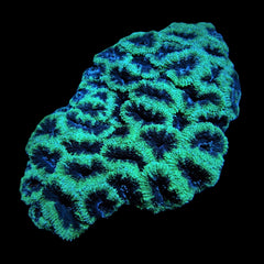 Micromussa spp. (Green)