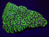 Acanthastrea lordhowensis (Green)