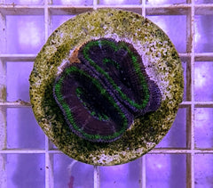 Micromussa spp. (Green) (frag)