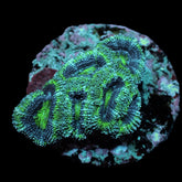 Micromussa spp. (Green) (frag)