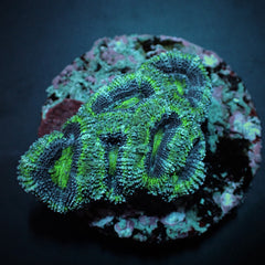 Acanthastrea lordhowensis (Green) (frag)