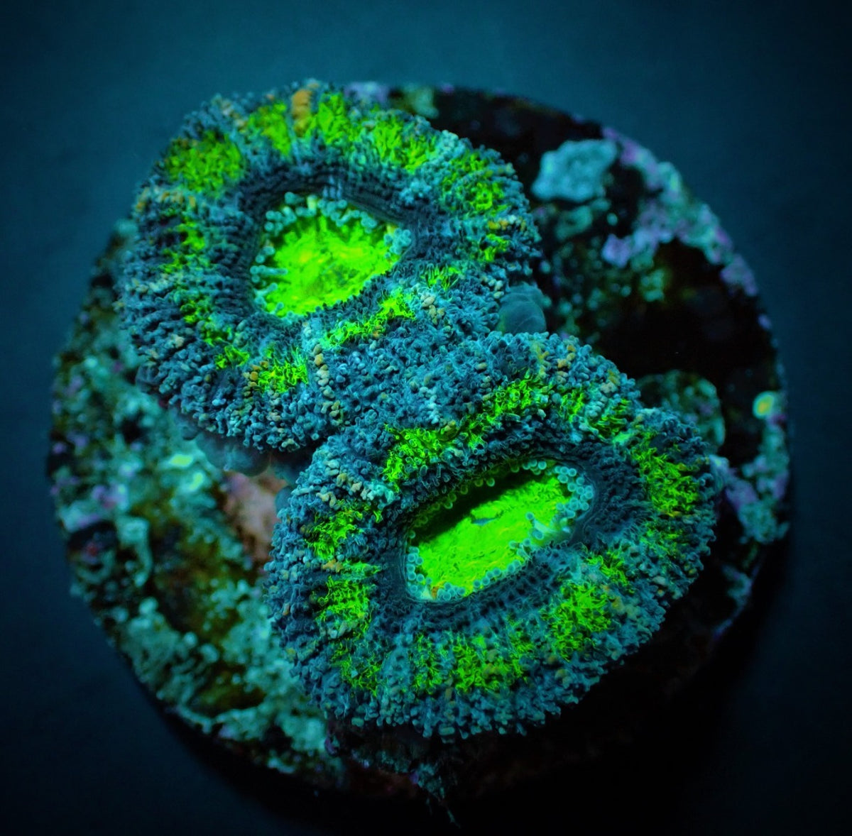 Micromussa spp. (Green) (Premium) (frag)
