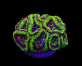 Micromussa spp. (Green) (Premium) (frag)