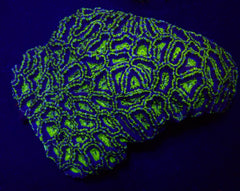 Micromussa spp. (Green) (Premium)