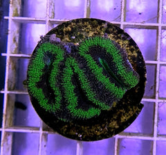 Micromussa spp. (Green) (Premium) (frag)