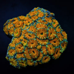 Micromussa spp. (Premium)