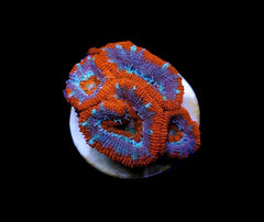 Acanthastrea lordhowensis (Premium) (frag)