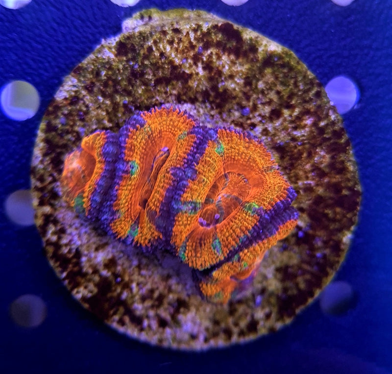 Acanthastrea lordhowensis (Premium) (frag)