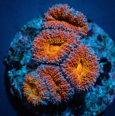 Acanthastrea lordhowensis (Premium) (frag)