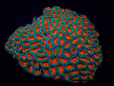 Micromussa spp. (Premium)