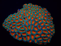 Micromussa spp. (Premium)