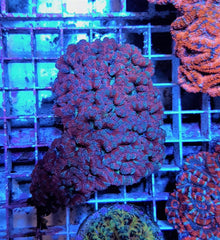 Micromussa spp. (Red)
