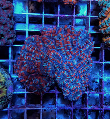 Micromussa spp. (Red)