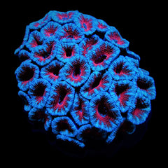Micromussa spp. (Red)