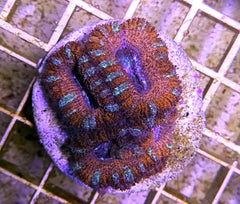 Acanthastrea lordhowensis (Red) (frag)