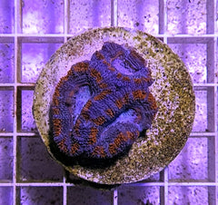 Acanthastrea lordhowensis (Red) (frag)
