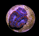 Micromussa spp. (Red) (frag)