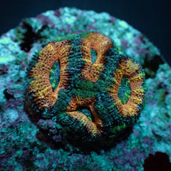 Acanthastrea lordhowensis (Red) (frag)