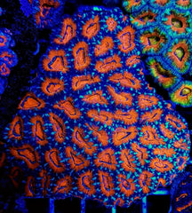 Acanthastrea lordhowensis (Red) (Premium)