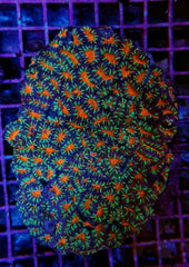 Acanthastrea lordhowensis (Red) (Premium)