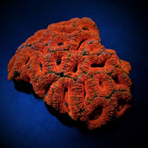 Acanthastrea lordhowensis (Red) (Premium)