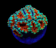 Acanthastrea lordhowensis (Premium) (frag)