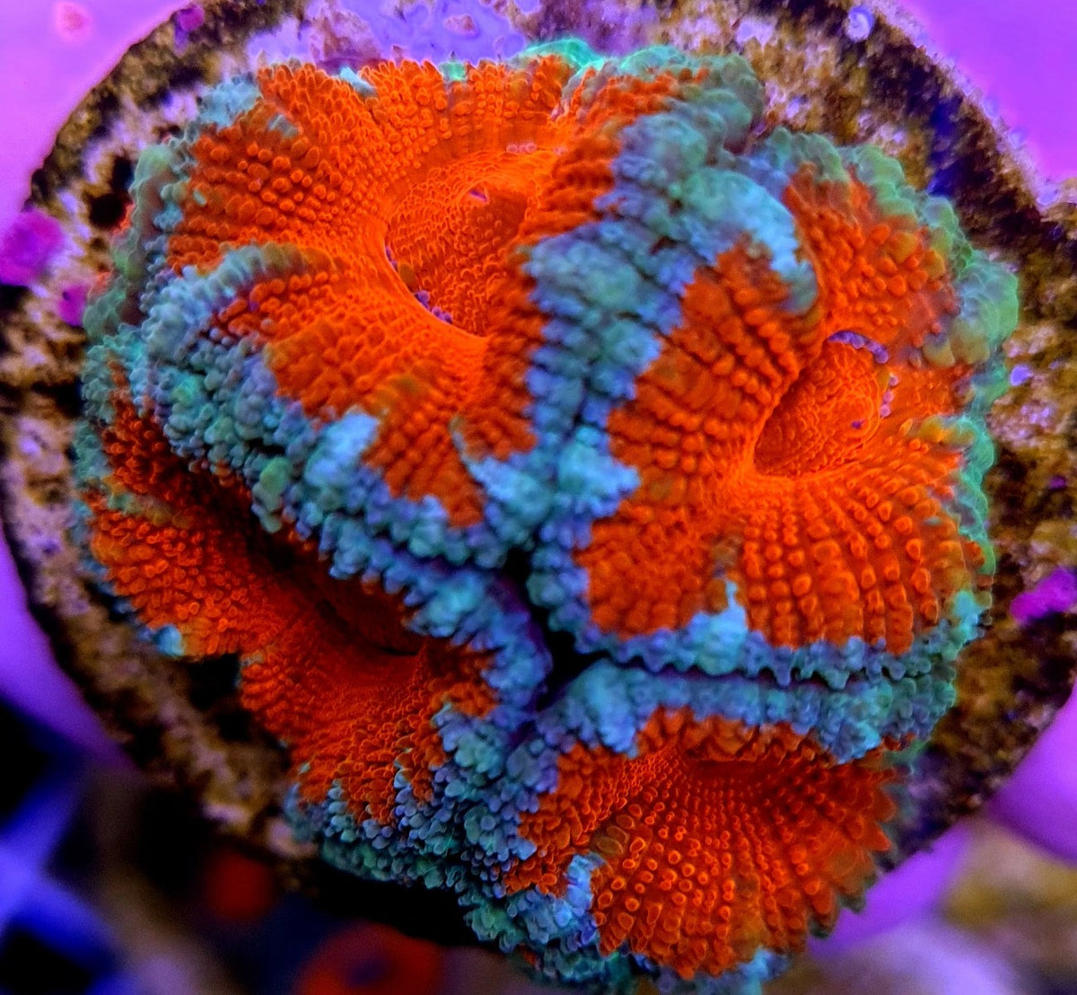 Acanthastrea lordhowensis (Red) (Premium) (frag)