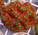 Acanthastrea lordhowensis (Red) (Premium) (frag)
