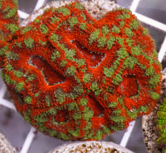 Acanthastrea lordhowensis (Red) (Premium) (frag)