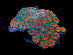 Acanthastrea lordhowensis (Premium)