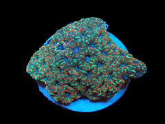 Acanthastrea lordhowensis (Premium)