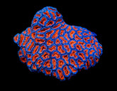 Acanthastrea lordhowensis (Premium)