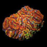 Micromussa spp. (Ultra)