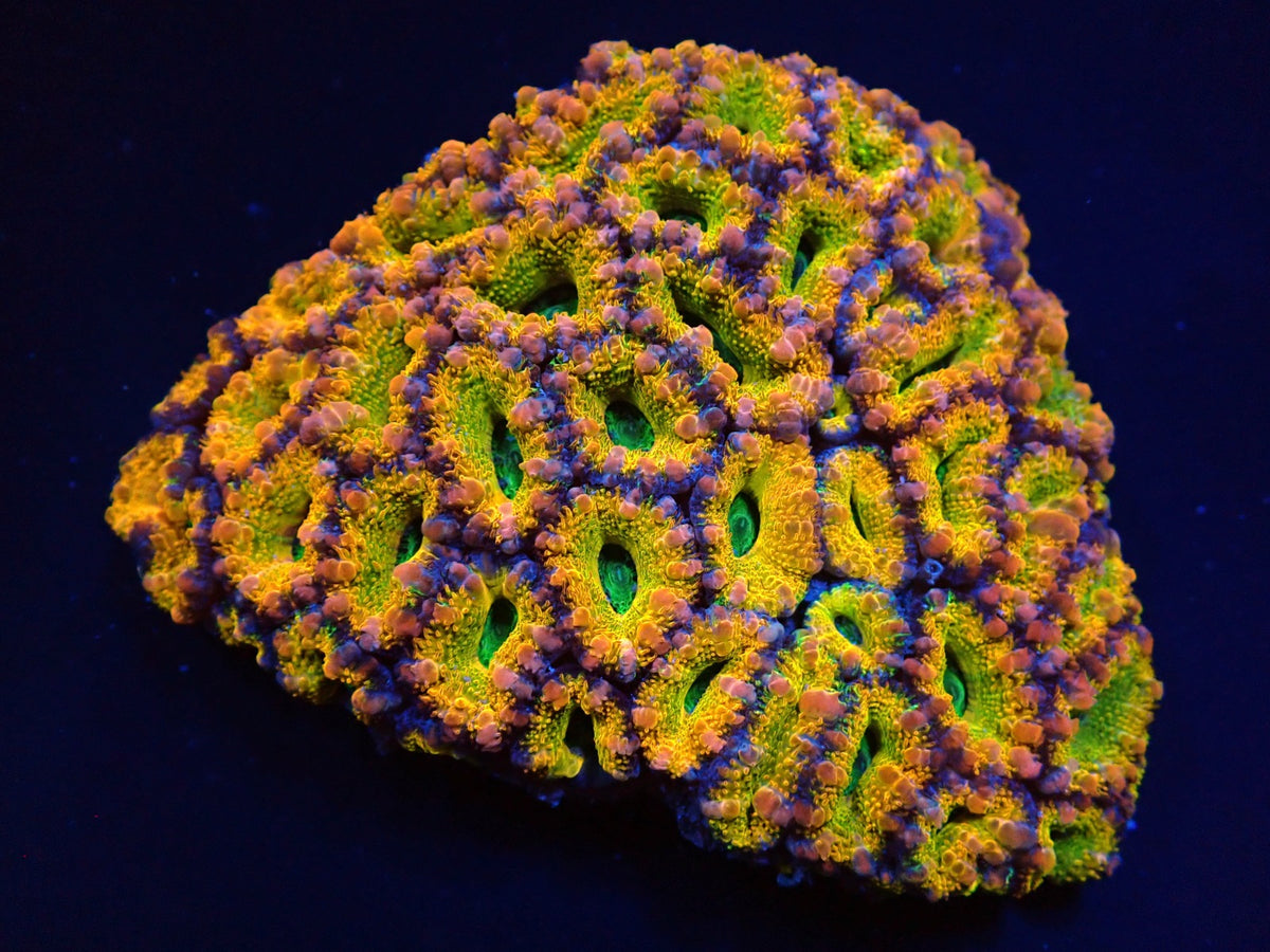 Micromussa spp. (Ultra)